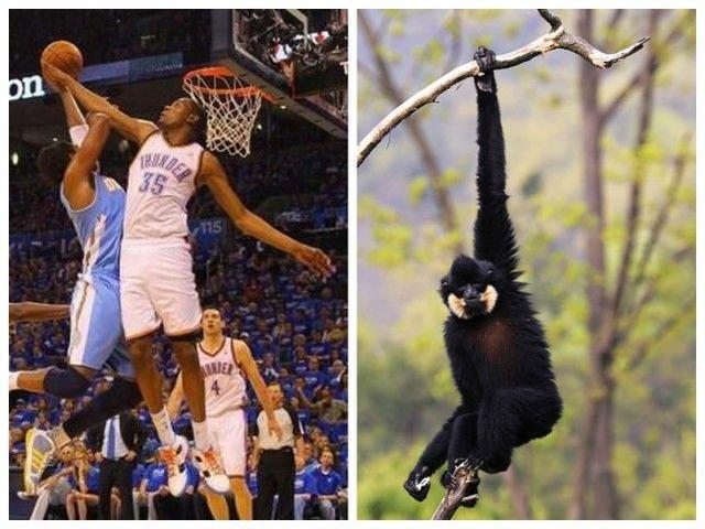 nba球星动物图 NBA球星竟跟动物有如此渊源(5)