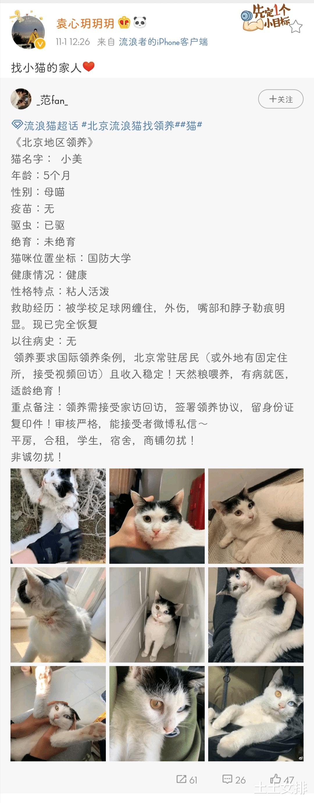 有爱心！袁心玥为流浪猫寻家，她的"家"在哪？是辽宁吗？(1)