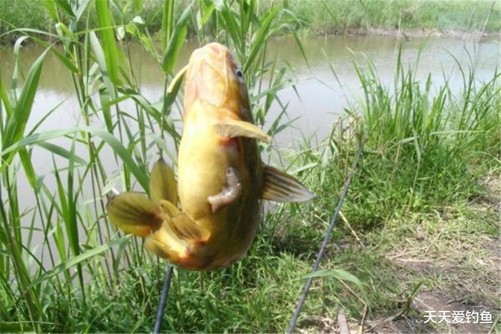 春季野钓黄颡鱼，除了朝天钩钓法，还有这2种方法，更加简单实用(2)