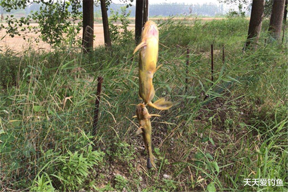 春季野钓黄颡鱼，除了朝天钩钓法，还有这2种方法，更加简单实用(3)