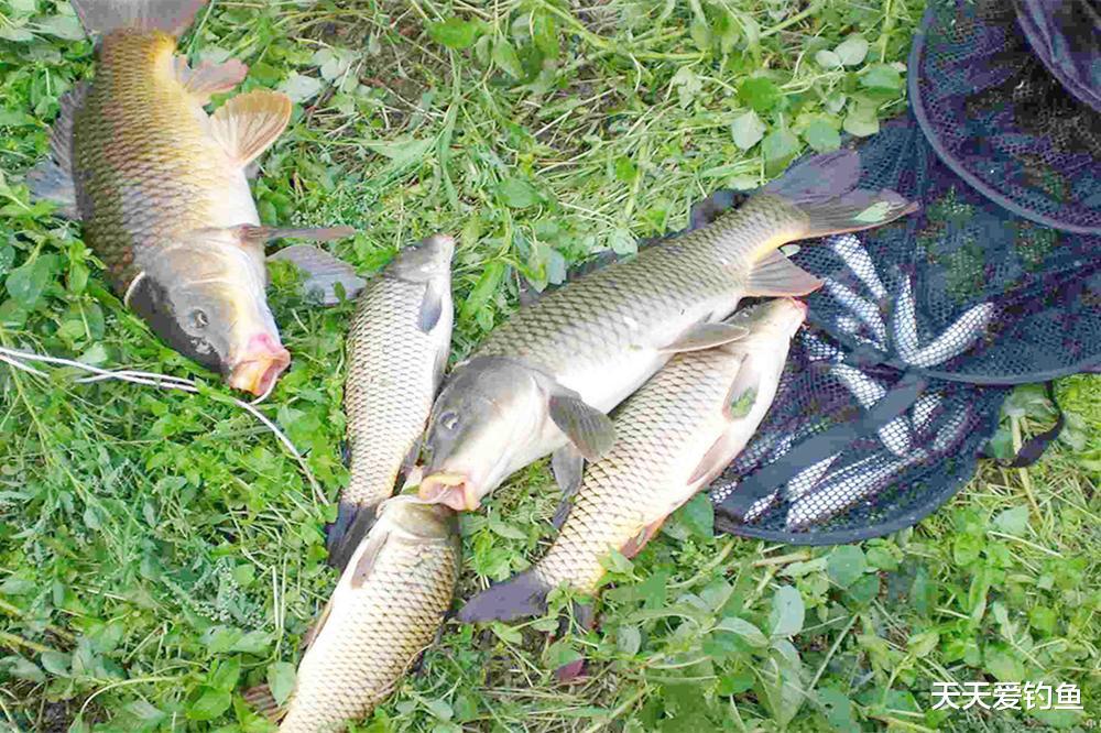 秋季野钓鲤鱼，要找这6种钓位，下竿就上鱼，越钓越欢喜(1)