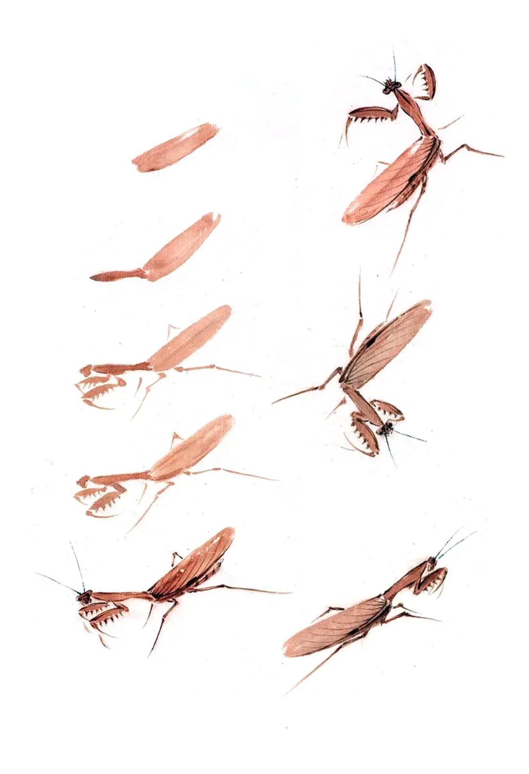 写意甲壳类国画 国画课堂丨六种写意草虫的画法全解(2)
